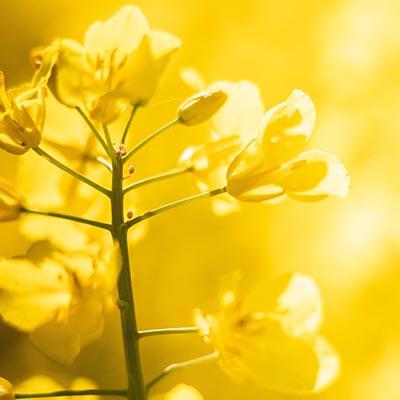 rapeseed