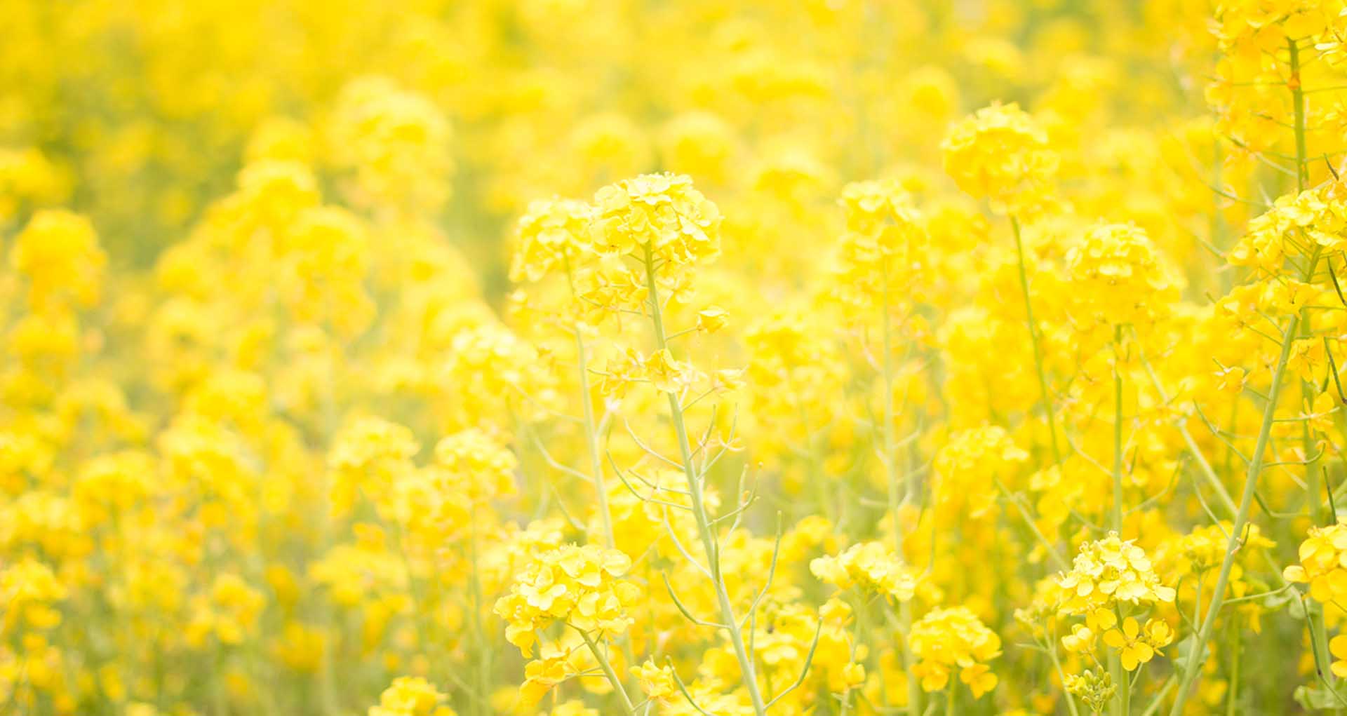 rapeseed-field