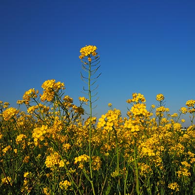 rzepak-biostymulator